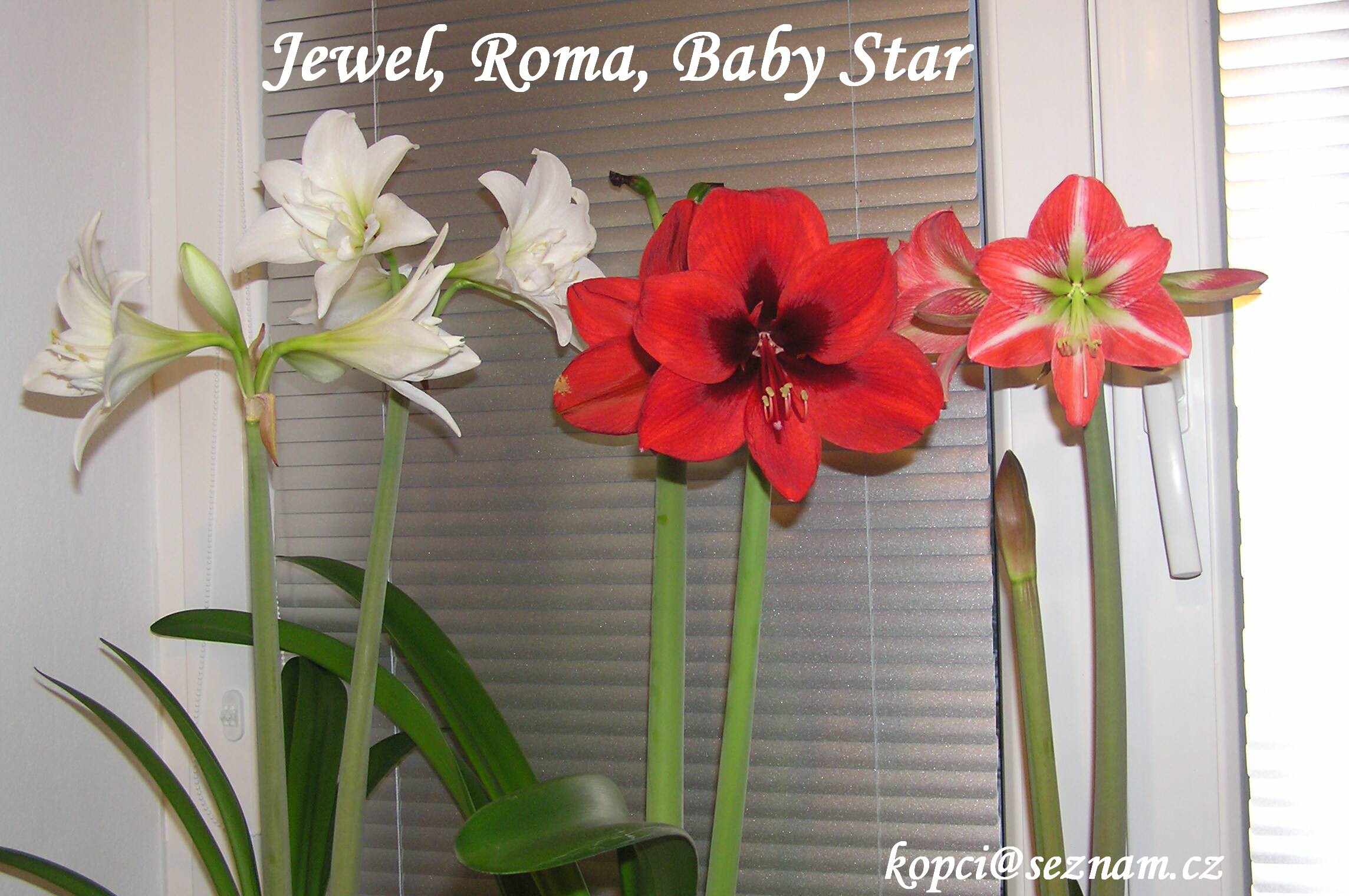 Jewel, Roma, Baby Star.jpg