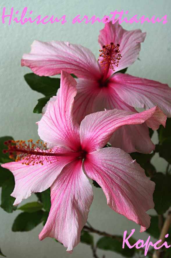 Hibiscus Arnottianus