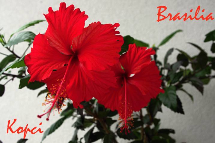 Brasilia hibiscus-květy