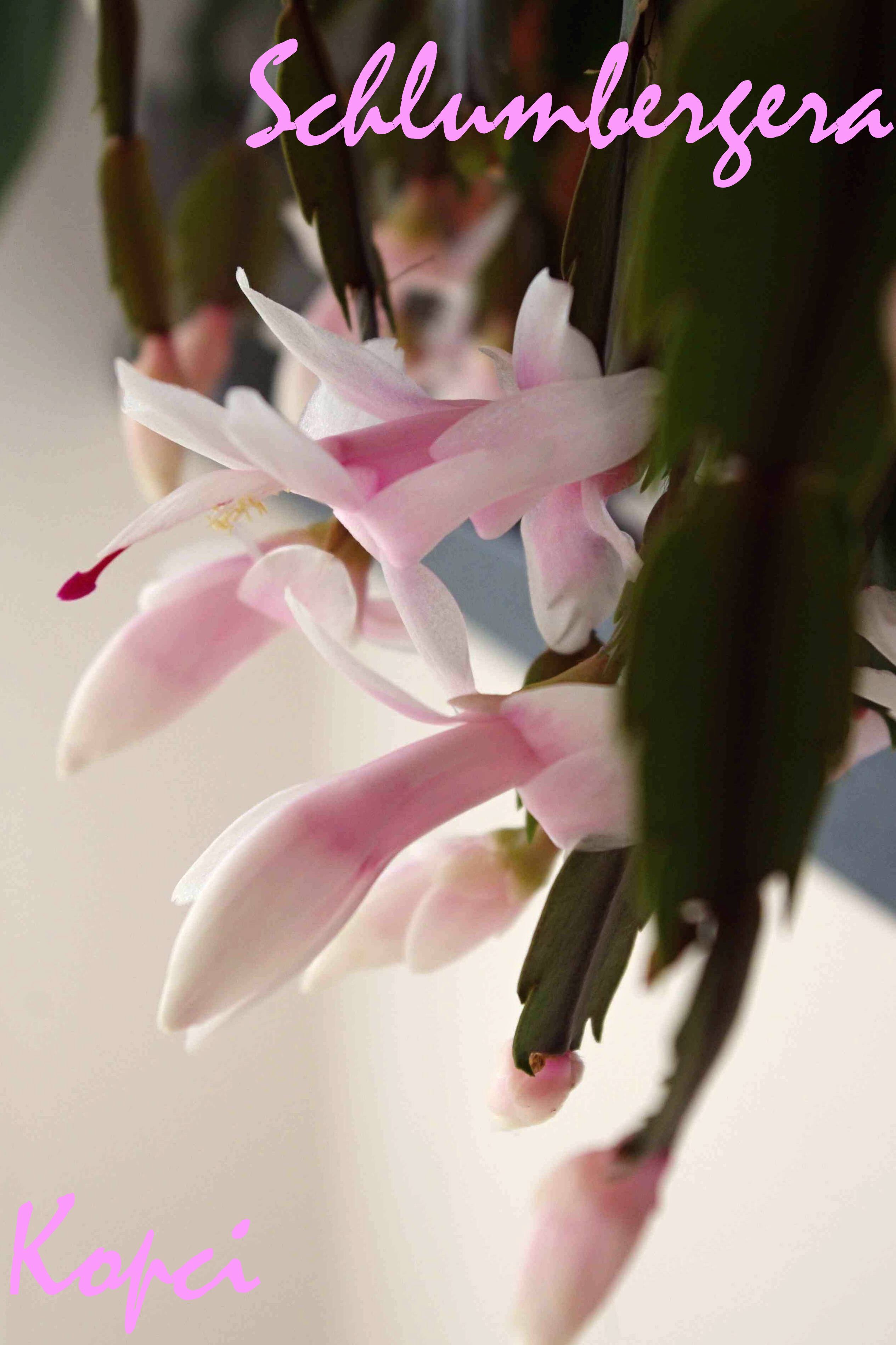 Schlumbergera-bílý