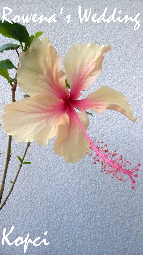 Rowena's Wedding hibiscus_1