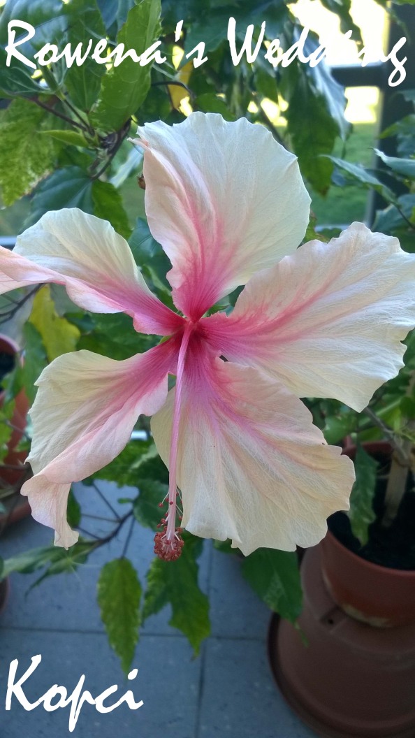 Rowena's Wedding hibiscus