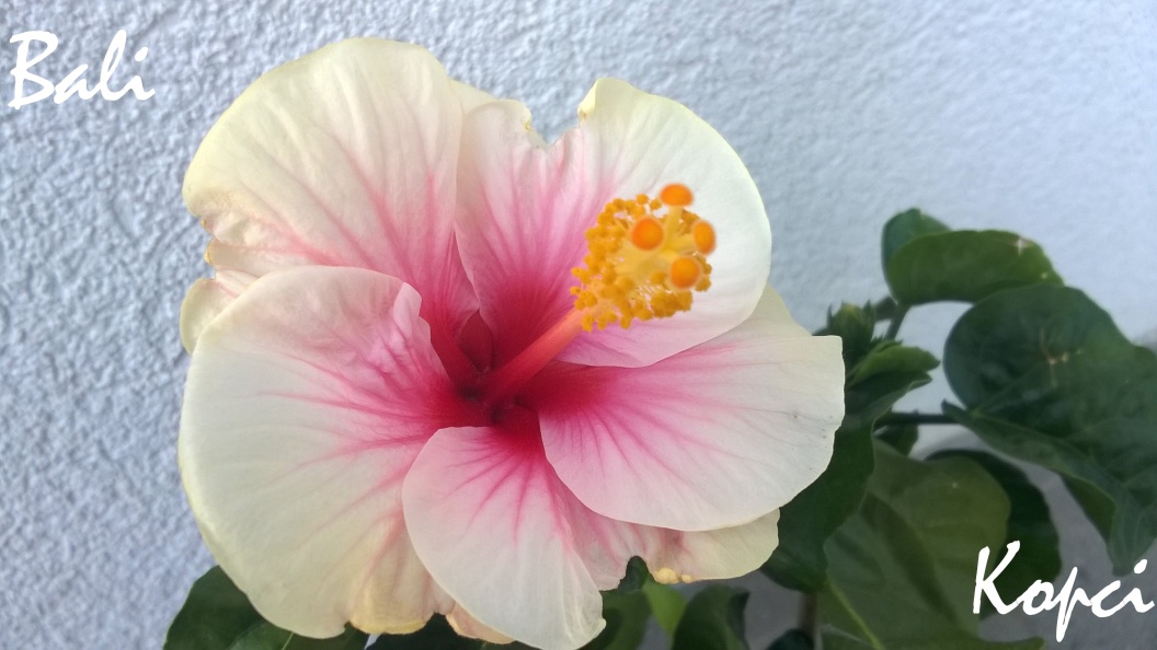 Bali hibiscus