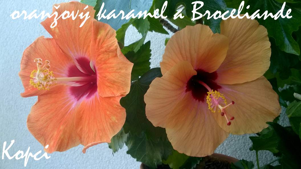 Broceliande a oranžový karamel hibiscus