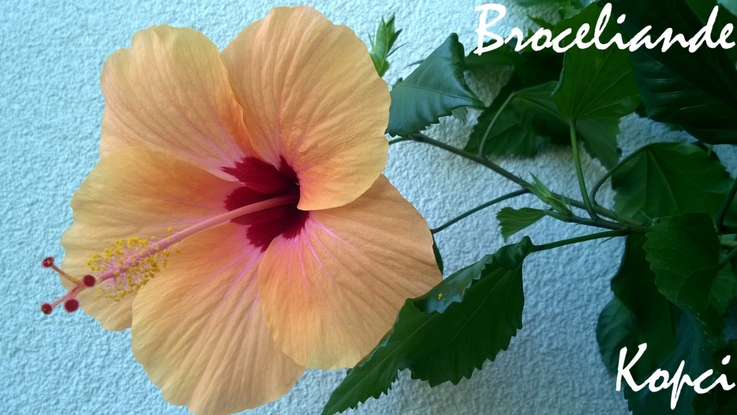 Broceliande hibiscus