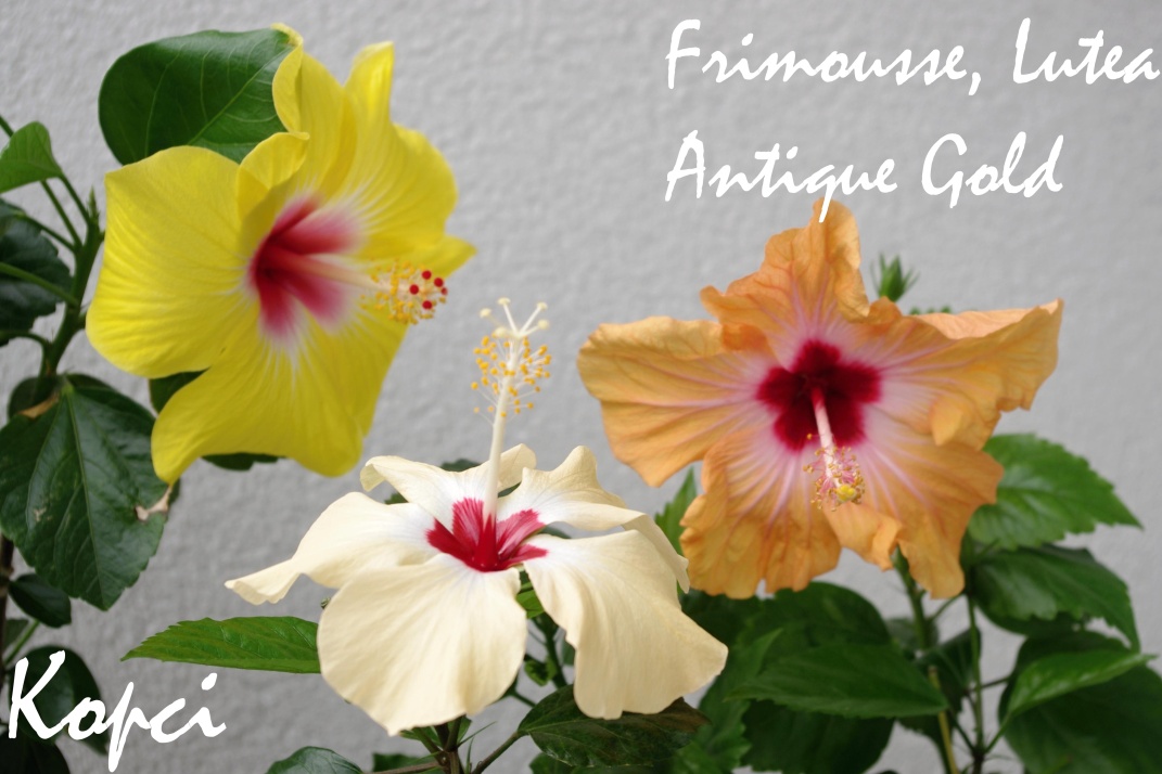 Frimousse, Lutea, Antique Gold_1