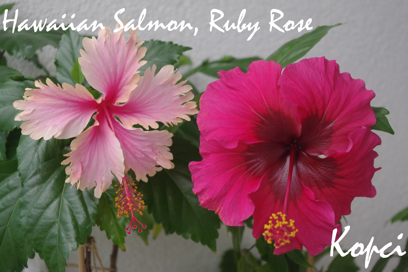 Hawaiian Salmon, Ruby Rose