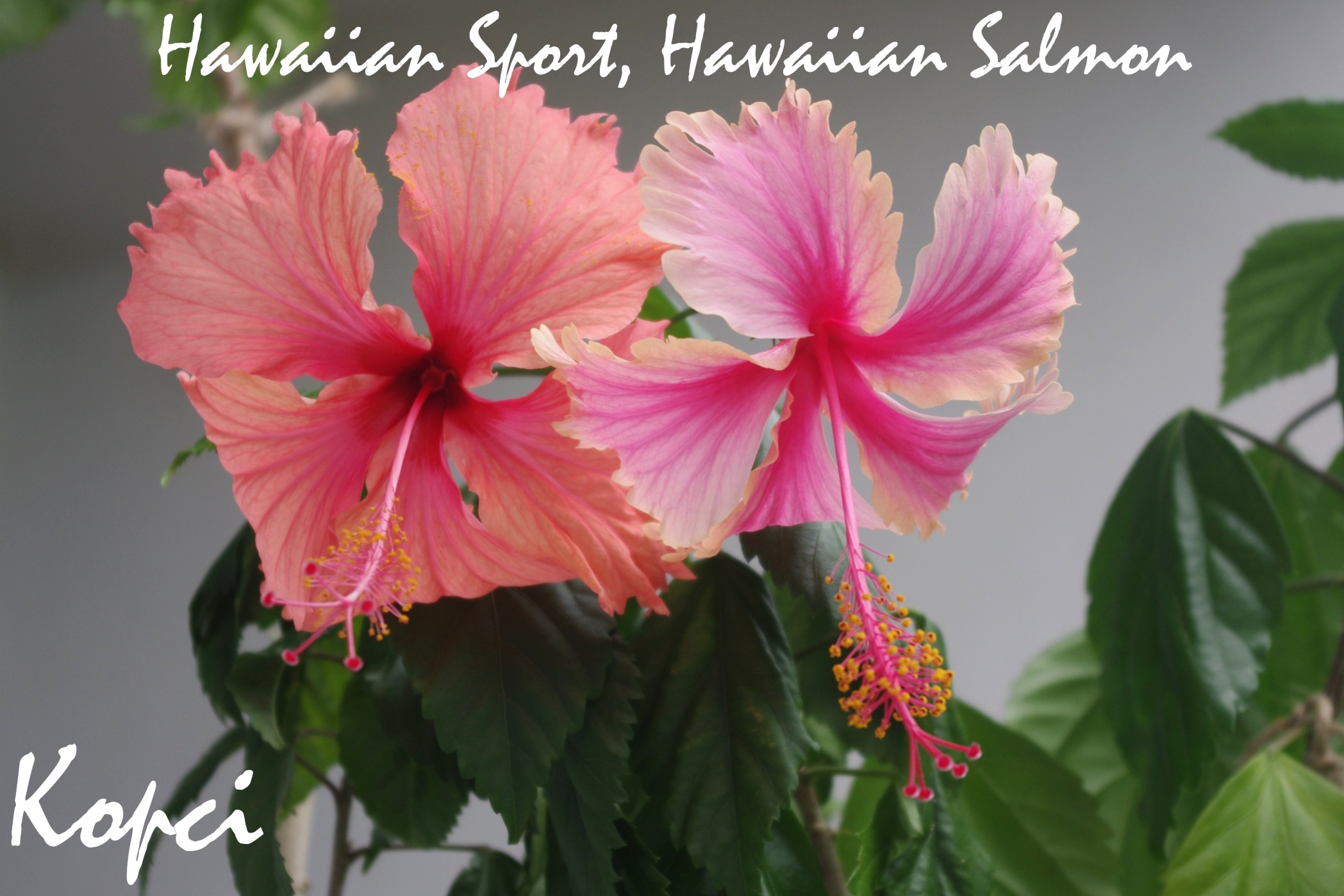 Hawaiian Sport, Hawaiian Salmon