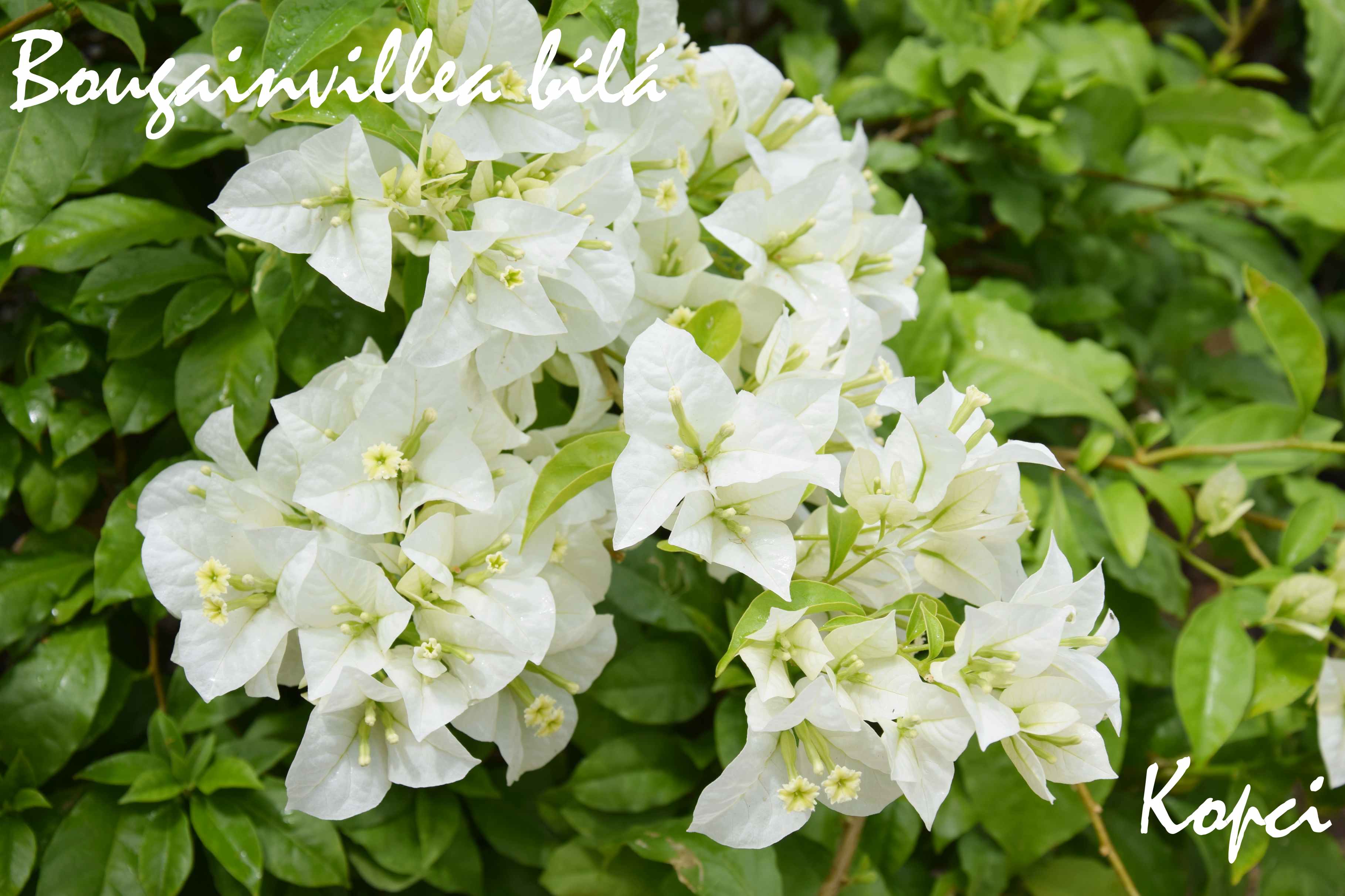 Bougainvillea bílá