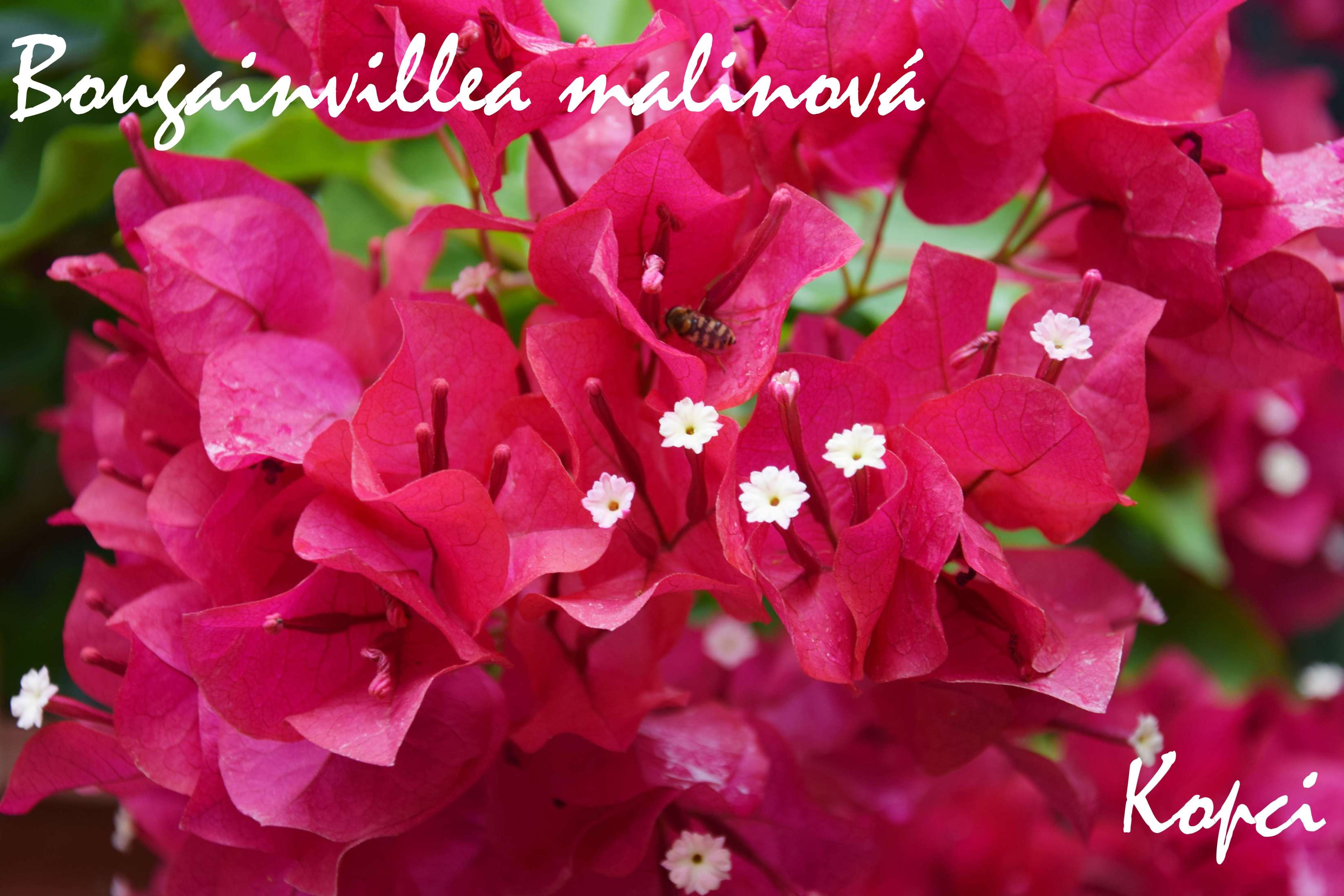 Bougainvillea malinová