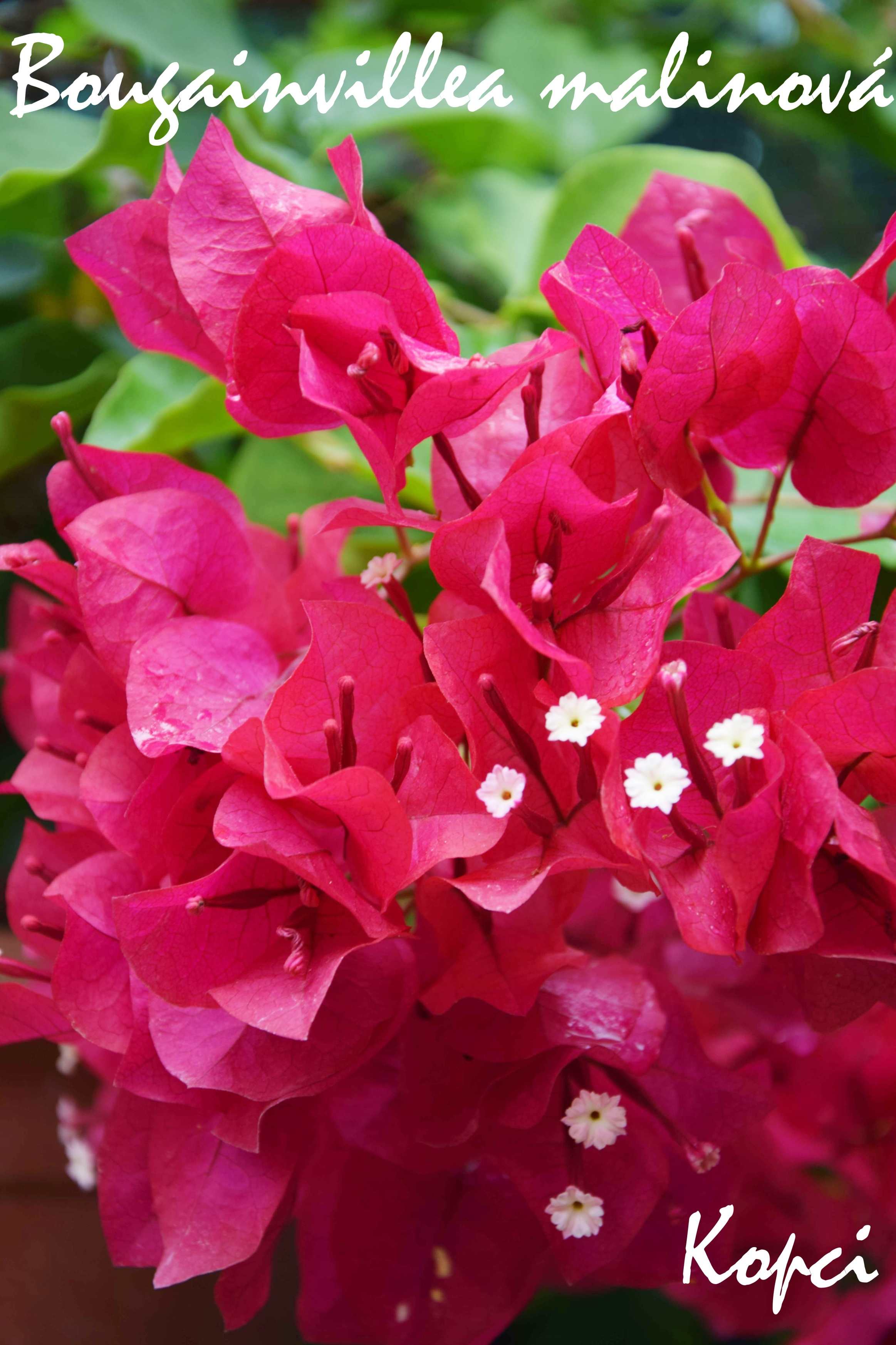 Bougainvillea malinová_1