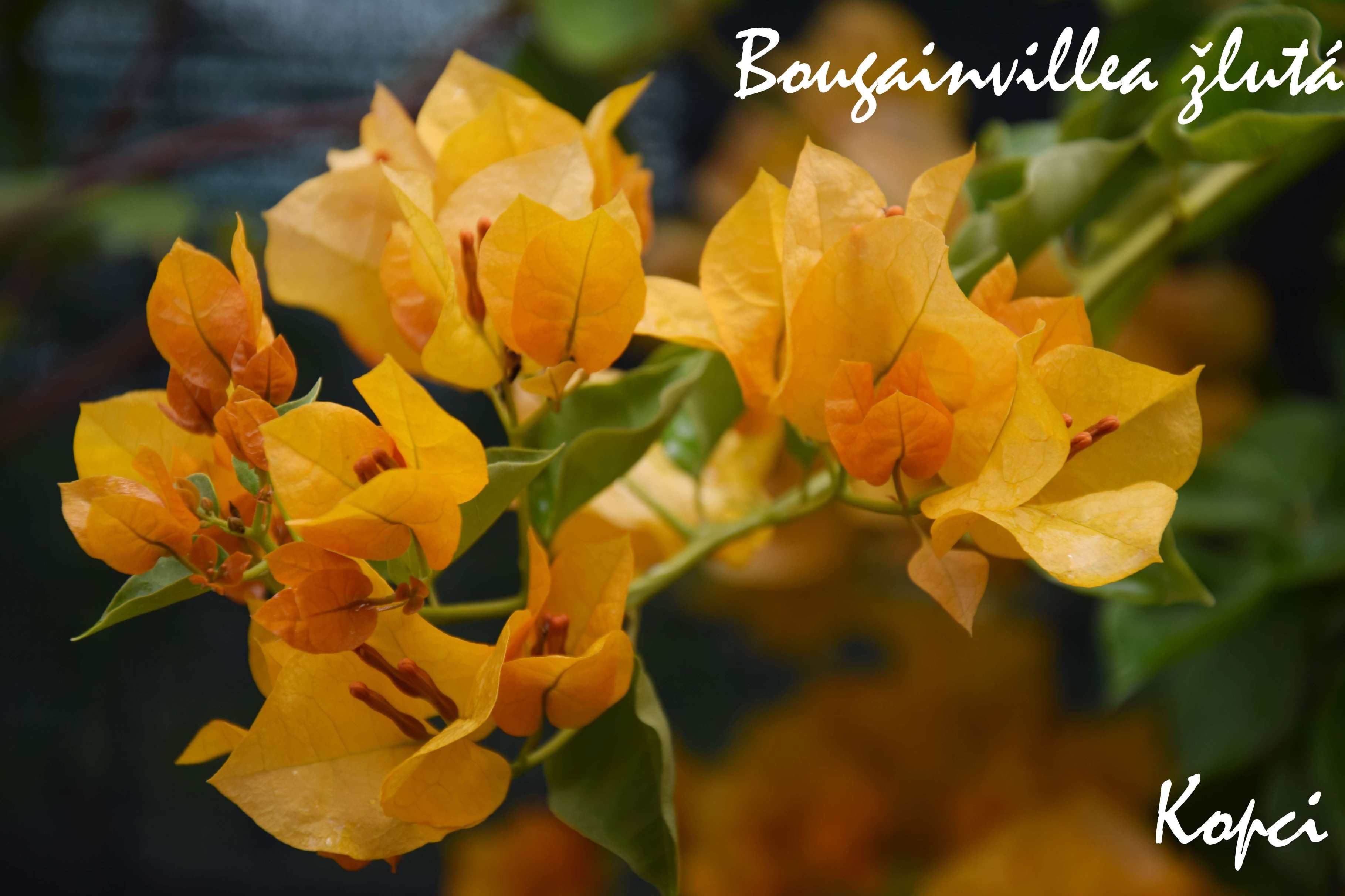 Bougainvillea žlutá