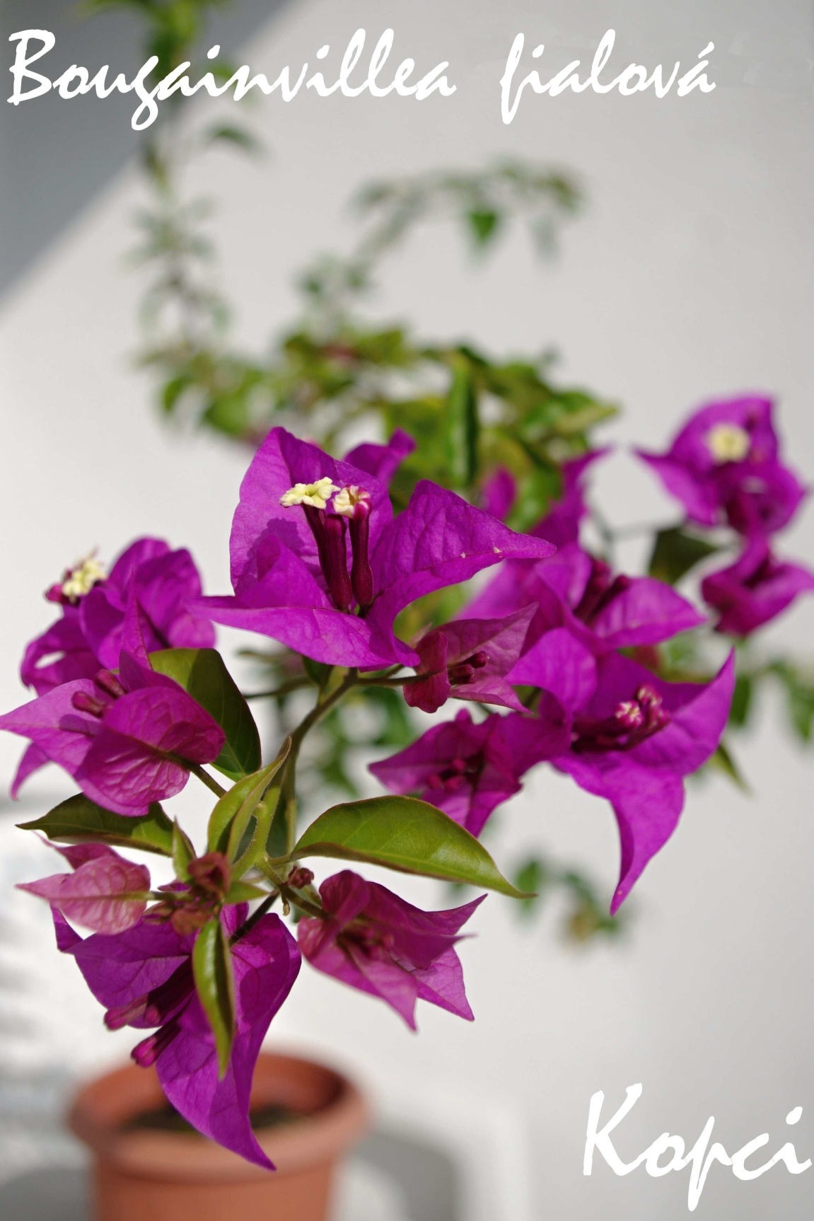 Bougainvillea fialová