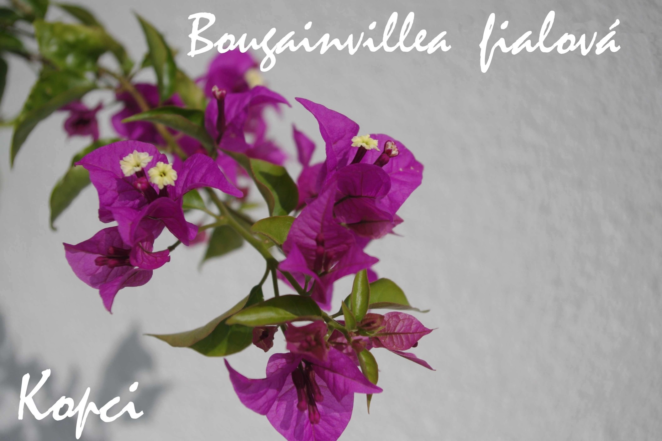 Bougainvillea fialová_1