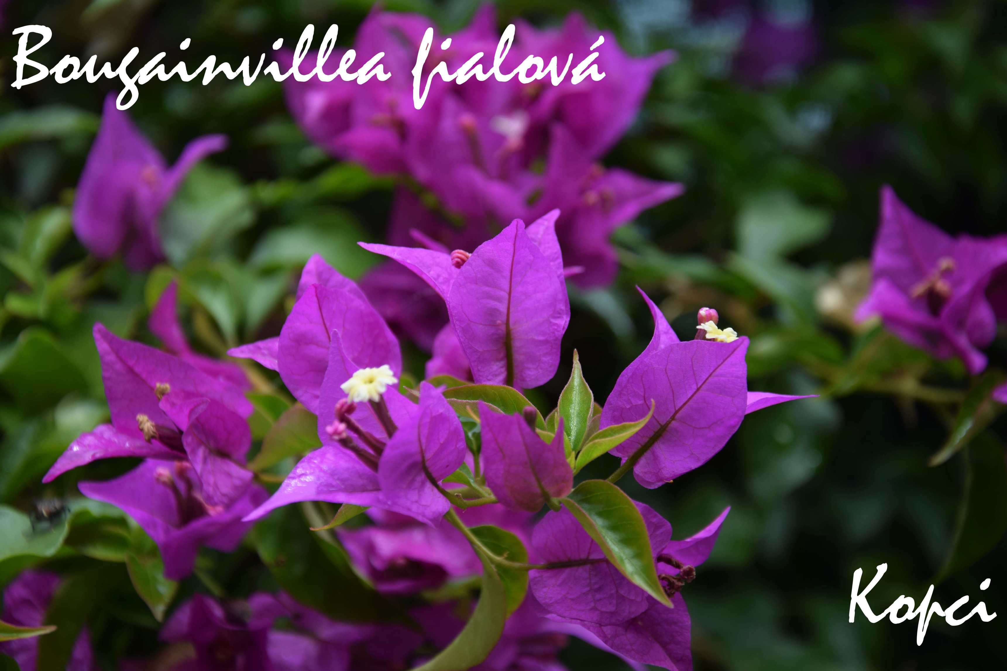 Bougainvillea fialová_2