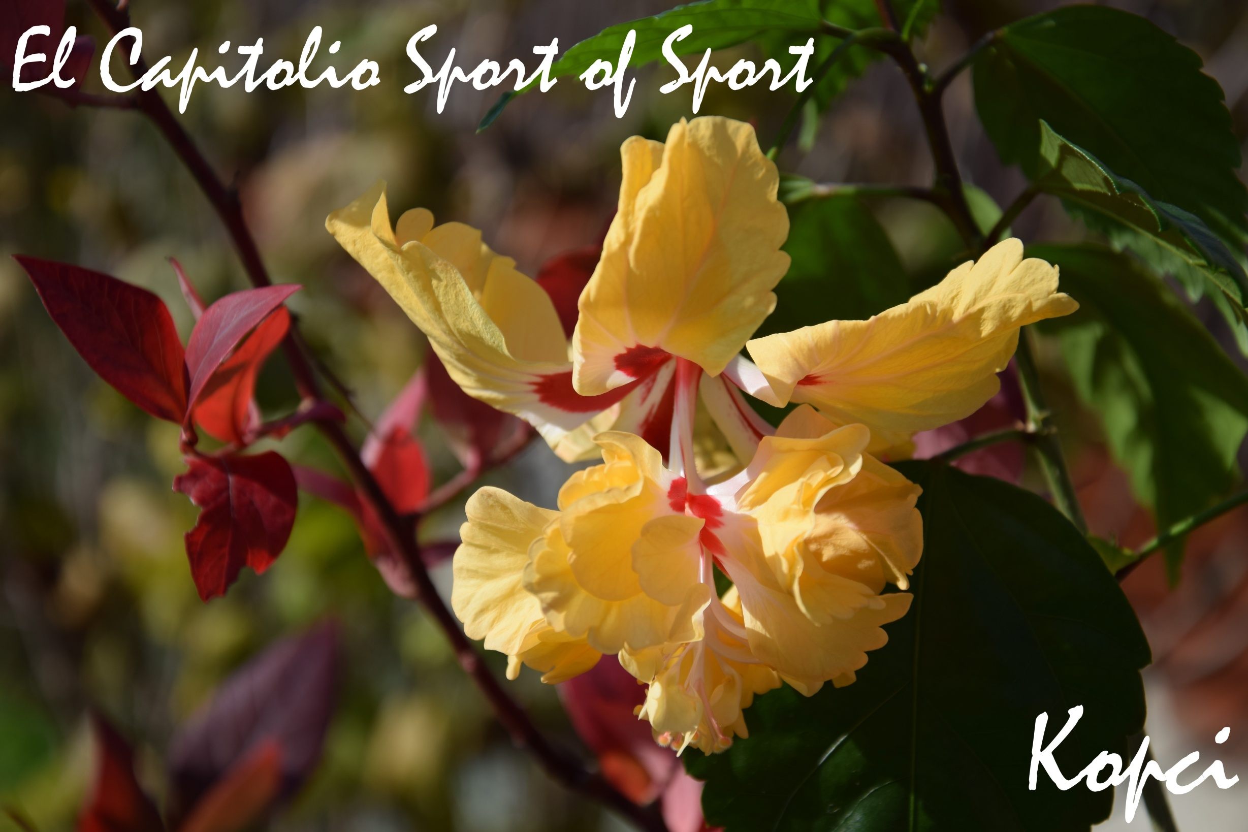 El Capitolio Sport of Sport hibiscus