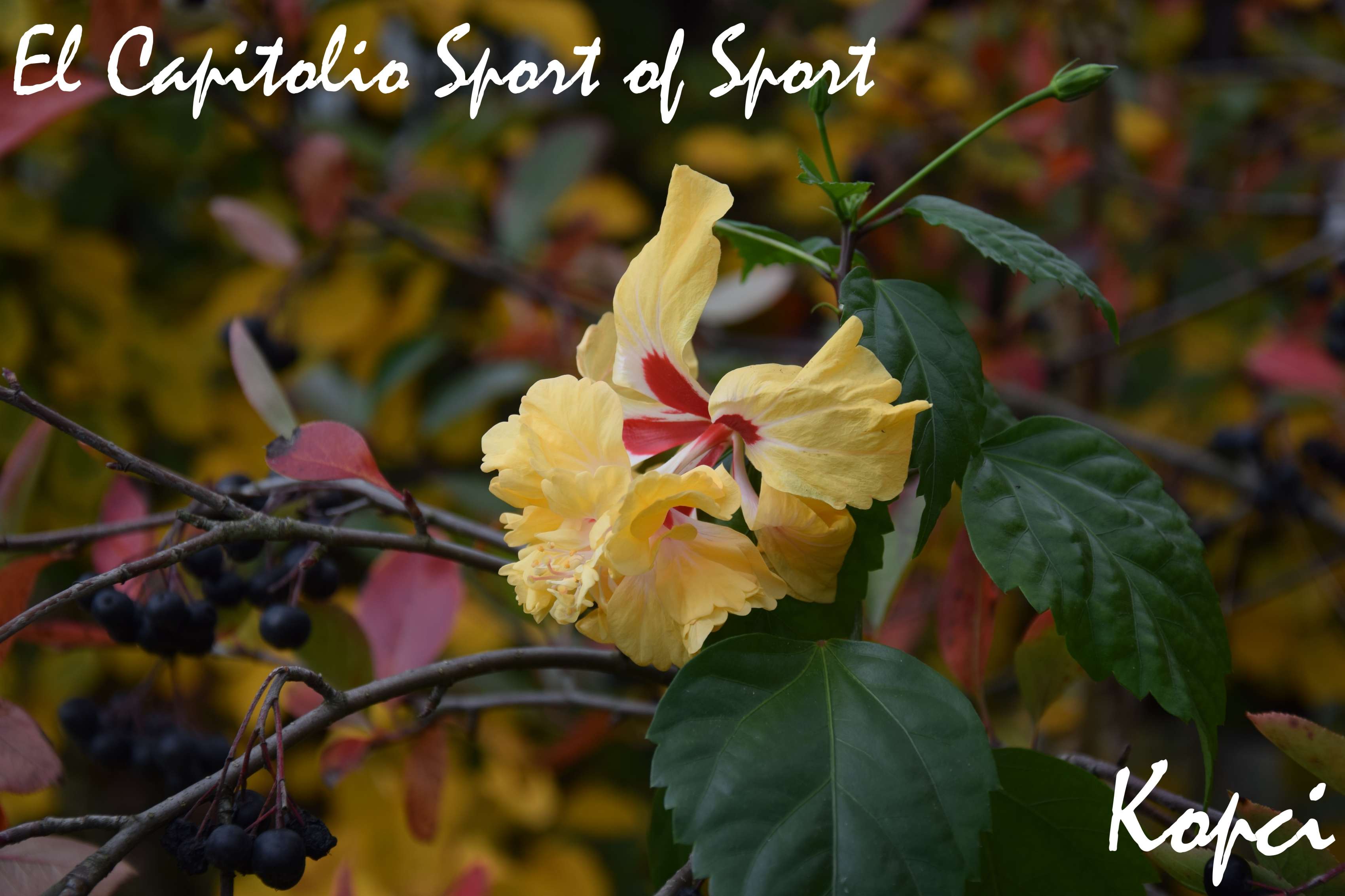 El Capitolio Sport of Sport hibiscus_2