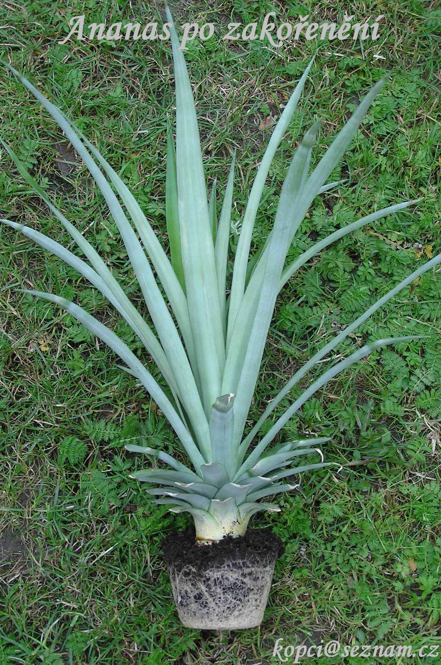 ananas po zakořenění.jpg