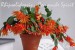 velikonoční kaktus oranžový_Comanche Spirit_1