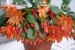 velikonoční kaktus oranžový_Comanche Spirit_2