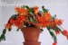 velikonoční kaktus oranžový_Comanche Spirit_3