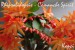 velikonoční kaktus oranžový_Comanche Spirit_4