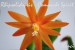 velikonoční kaktus oranžový_Comanche Spirit_5