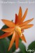 velikonoční kaktus oranžový_Comanche Spirit_6