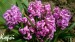 hyacinty