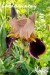 hnědovínový iris
